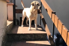 LA MASCOTTE UFFICIALE DELLA PARROCCHIA SAN GIOVANNI EVANGELISTA "ACHILLE"